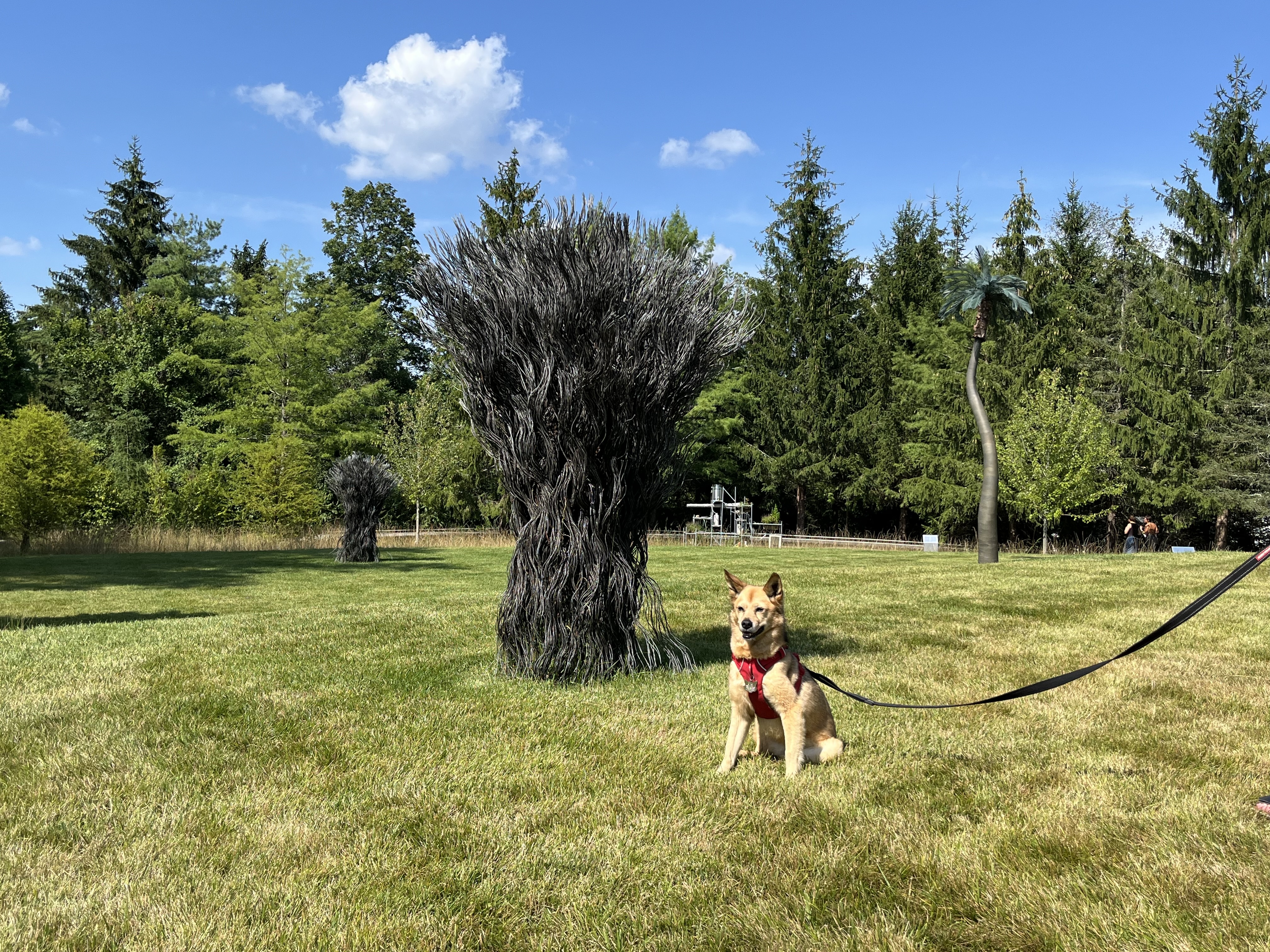 A tan dog sitting on grass in front of some outdoor sculptures.