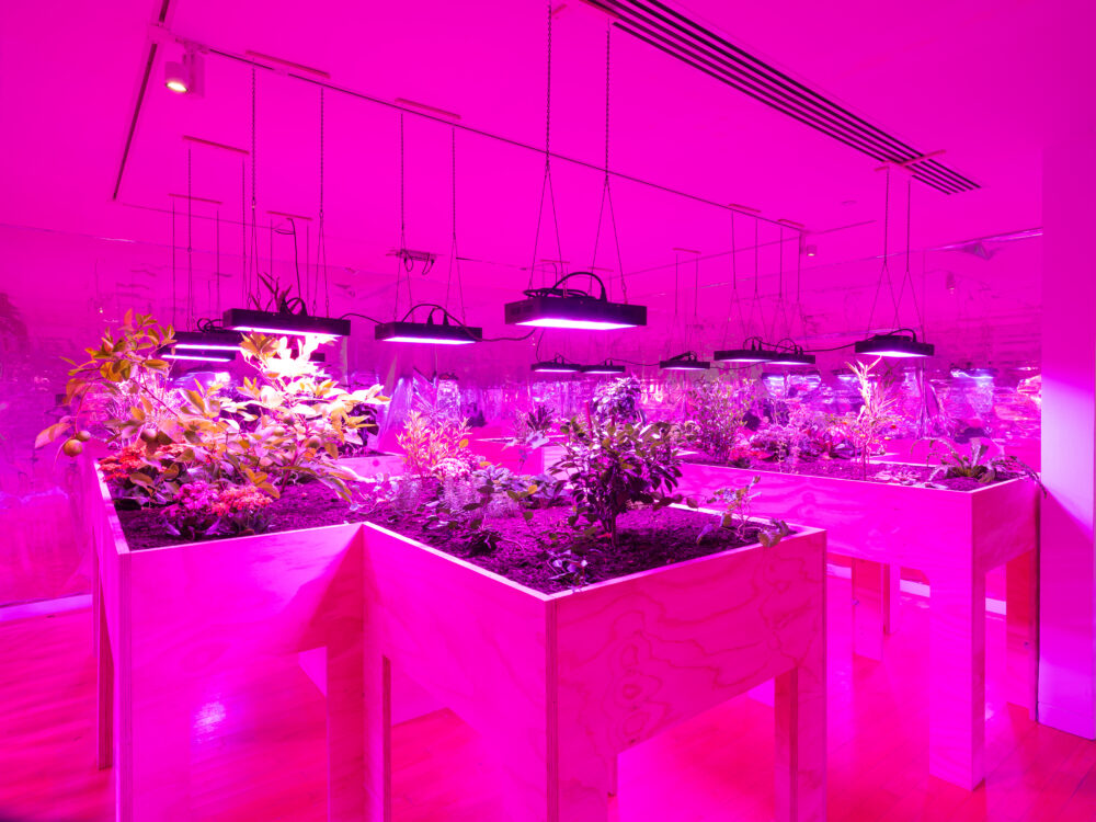 Installation view of a solar room with various plants and vegetables planted together.