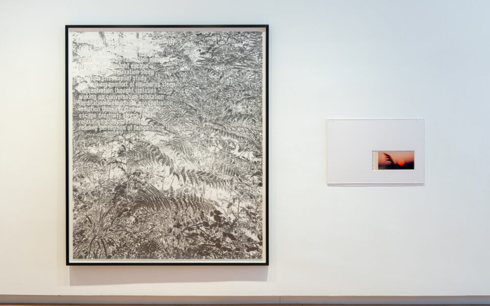 Graphite drawing of ferns with typography next to mat-framed Environments vinyl record in the Museum gallery.