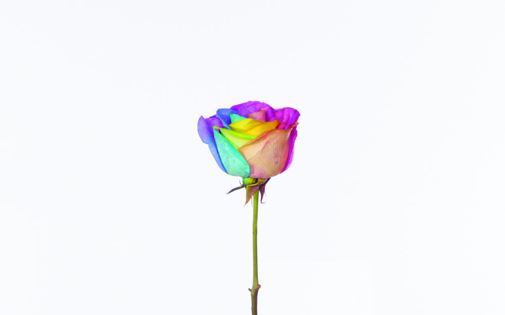 Virginia Poundstone Flower Mutations